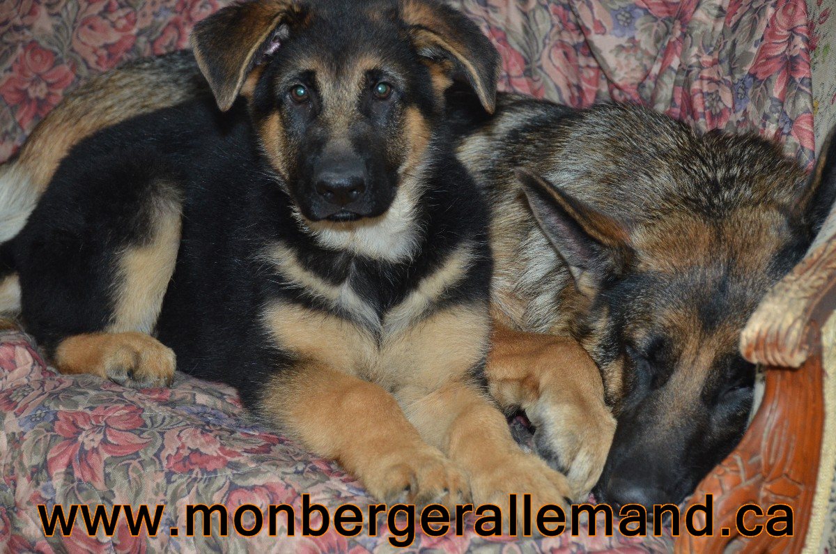 Les Berger Allemand Pure Race du québec chiots berger allemand de